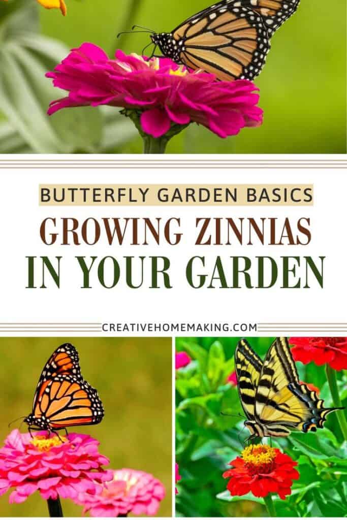 Bright, colorful zinnia flowers blooming in a sunny garden attracting butterflies.