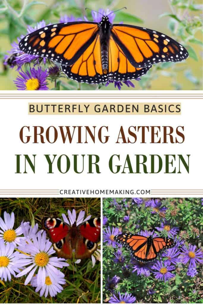 Close-up of asters with a monarch butterfly feeding