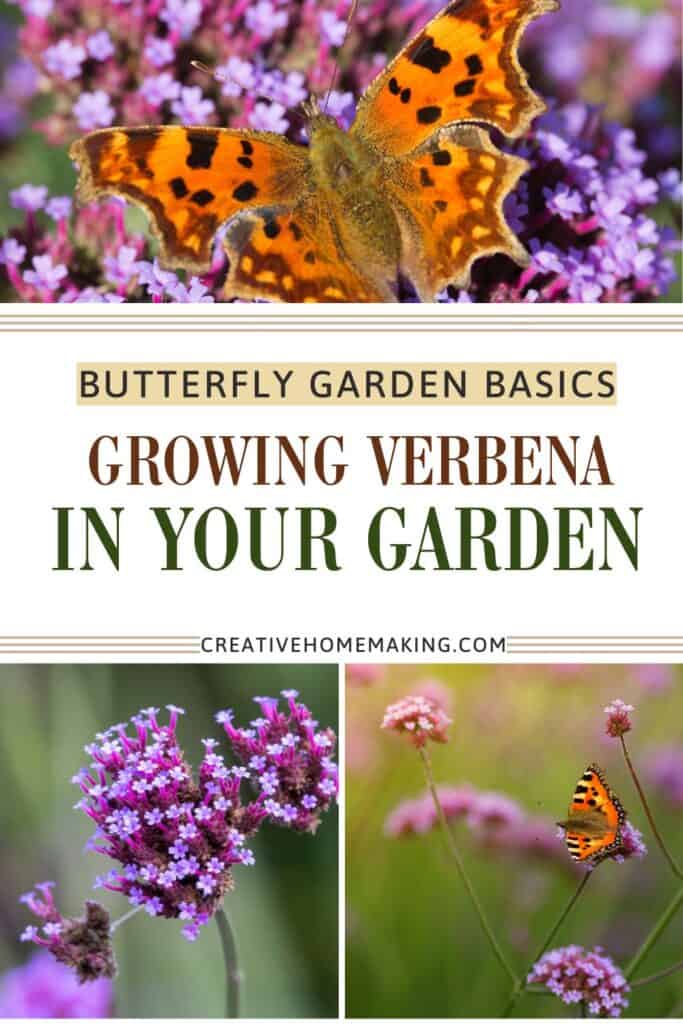 Bright purple verbena flowers attracting butterflies in a summer garden