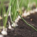 Pair your onions with the right companions! Find out which plants thrive alongside onions to boost growth, repel pests, and create a healthier garden.