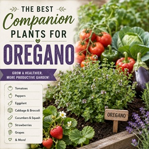 Wondering what to plant with oregano? This companion planting guide shares the best plant partners for oregano, including tomatoes, peppers, cucumbers, pumpkins, strawberries, and Mediterranean herbs like thyme, rosemary, lavender, and sage. Grow a healthier garden naturally with these easy companion planting tips.